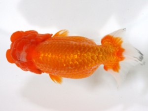 愛媛らん友会　親魚の部　取締二　安田裕喜