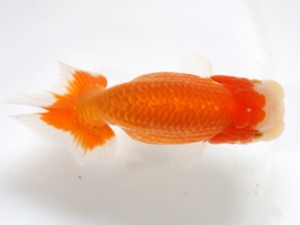 愛媛らん友会　二歳魚の部　西大関　仙波睦美