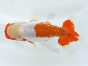 愛媛らん友会　二歳魚の部　立行司　石丸　泰