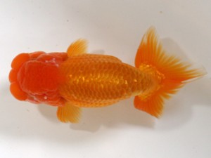 愛媛らん友会　二歳魚の部　取締一　安田裕喜