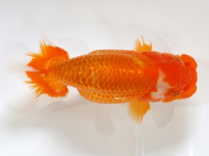 愛媛らん友会　二歳魚の部　取締二　石丸　泰