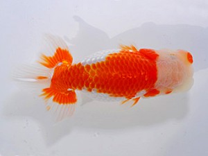 観魚会　二歳会　東大関　齋藤一成