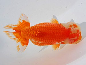 観魚会　二歳会　西大関　清水　健　彩