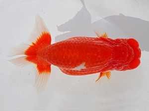 観魚会　二歳会　取締一　荻谷冨士夫