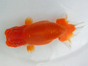 桑名愛錦会　二歳会　1席　桑名　出口智教