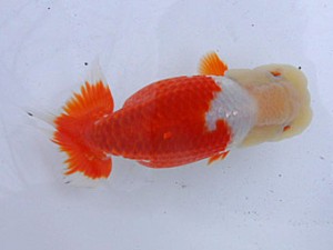 桑名愛錦会　二歳会　2席　あま市　川口　功