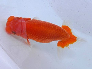 桑名愛錦会　二歳会　3席　安城市　市村正直