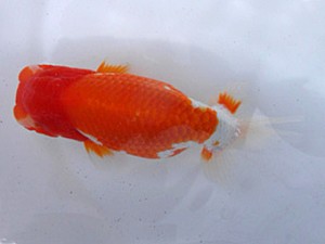 桑名愛錦会　二歳会　4席　半田市　野口　弘