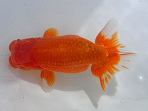 桑名愛錦会　二歳会　5席　飛騨市　橋本　満