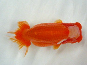 楽友会　二歳会　東大関　大久保義彰