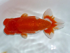 楽友会　二歳会　西大関　佐野　勝