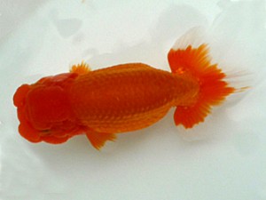 楽友会　二歳会　立行司　矢ケ崎伸司