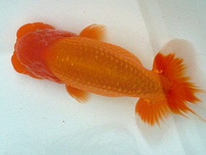 楽友会　二歳会　取締一　安中　浩