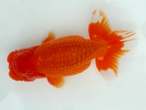 楽友会　二歳会　取締二　高久昌明