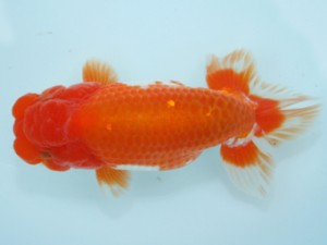 天狗會　二歳魚の部　東大関　深井利靖　柏市