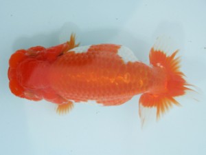 天狗會　二歳魚の部　立行司　深井利靖　柏市