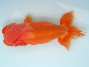 天狗會　二歳魚の部　取締一　伊藤嘉男　千葉市