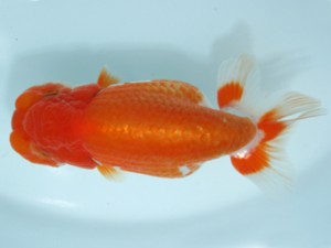 天狗會　二歳魚の部　取締二　長岡啓行　青梅市