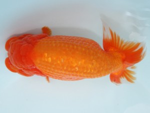 天狗會　親魚の部　東大関　伊藤嘉男　千葉市