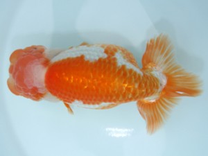 天狗會　親魚の部　西大関　伊藤嘉男　千葉市