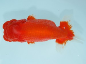 天狗會　親魚の部　立行司　大舘正人　所沢市