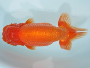 天狗會　親魚の部　取締一　大舘正人　所沢市