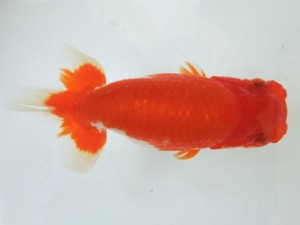 遠州錦養会　服部行宏（磐田市）