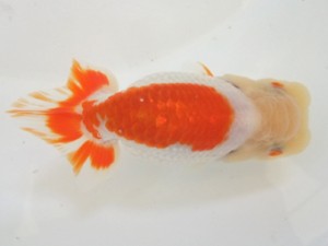 遠州錦養会　取締一　山口伊佐夫（浜松）