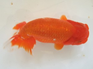 遠州錦養会　取締二　村松　勳（磐田市）