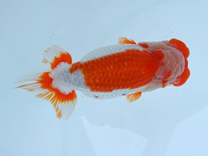 錦蘭会春季 東大関　松原　伊東知英子