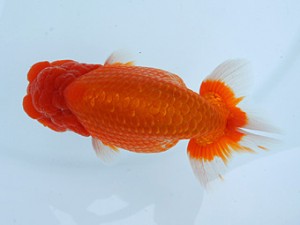 錦蘭会春季 西大関　守口　朝岡昌和