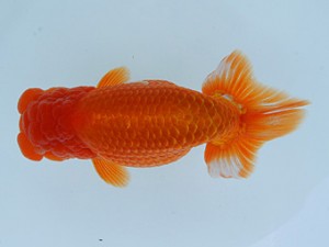 錦蘭会春季 立行司　新宮　牧　敬剛