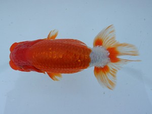 錦蘭会春季 東大関　川西　村岡満幸