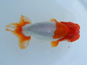 錦蘭会春季 立行司　羽曳野　奥野勝己