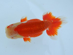 錦蘭会春季 取締一　兵庫　内匠真太郎