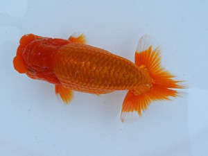 錦蘭会春季 取締二　御坊　伊藤賢司