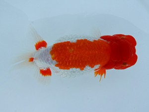 錦蘭会春季 東大関　堺　小林保治