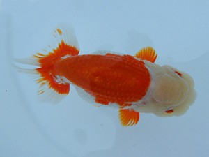 錦蘭会春季 立行司　和歌山　中村朋孝