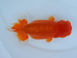 錦蘭会春季 取締一　松原　伊東知英子