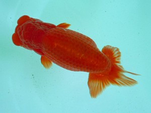 尾張優魚会　二歳会　東大関　高橋正範　白石市