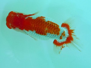 尾張優魚会　二歳会　西大関　松田　勝　仙台市