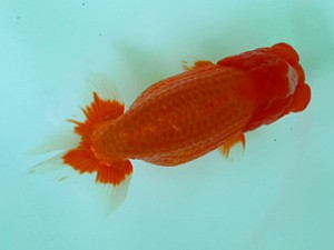 尾張優魚会　二歳会　取締二　高橋和敬　石巻市