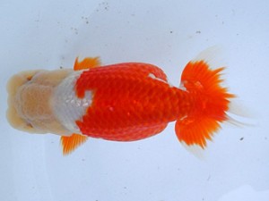 尾張優魚会　二歳会　西大関　尾張　川口　功