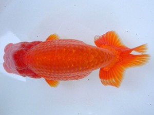 尾張優魚会　二歳会　立行司　安城　都築俊幸