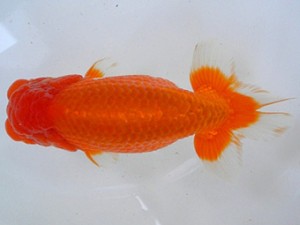 尾張優魚会　二歳会　取締一　稲沢　川口敦司