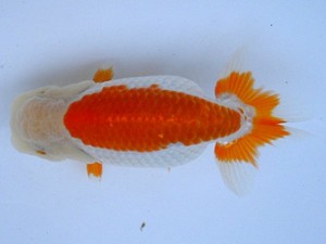 尾張優魚会　二歳会　取締二　可児　高津晴彦