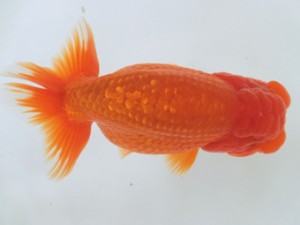 蘭優童心会　親魚の部　東大関　酒井直樹