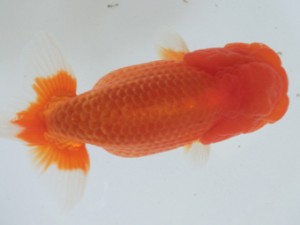 蘭優童心会　親魚の部　西大関　斎藤金二