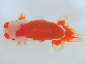 蘭優童心会　親魚の部　立行司　神谷隆志