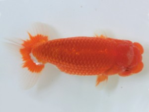 蘭優童心会　親魚の部　取締一　山崎春仁